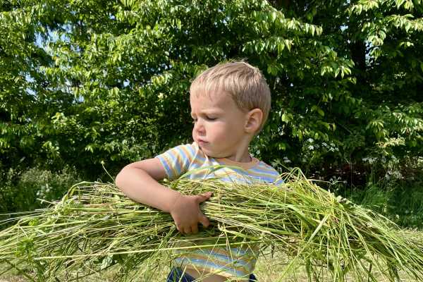 Chlapec nese posekanou trávu.